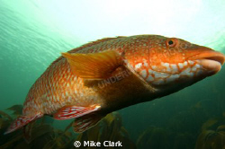 Ballan Wrasse up close by Mike Clark 
